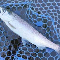 魚が強い！ ～岡崎トラウトポンド～